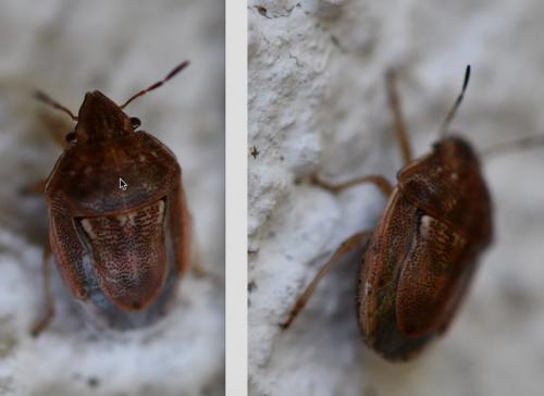 Neottiglossa leporina